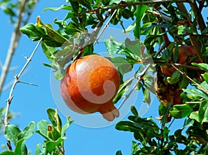 Pomegranate fruit on a tree branch on blue sky background.