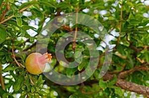 Pomegranate Fruit on Tree Branch. The Foliage on the Background