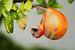 Pomegranate fruit on tree