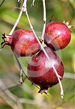 Pomegranate fruit tree at the Phoenix Zoo, Arizona Center for Nature Conservation, Phoenix, Arizona, United States