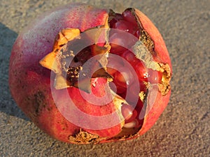 Pomegranate fruit with visible grains . Shooted at golden hour photo