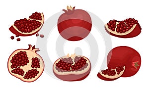 Pomegranate Fruit Whole and Sectioned with Many Seeds Inside Vector Set