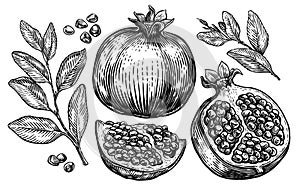 Pomegranate fruits, isolated set of elements for design. Sketch illustration hand drawn