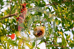 Pomegranate fruits on a pomegranate tree i