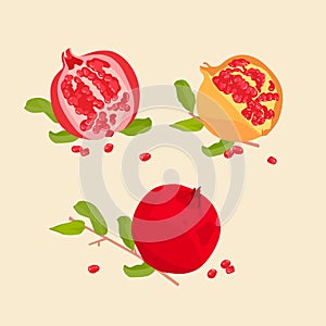 Pomegranate Fruits vector.