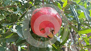 A Pomegranate is a good fruit