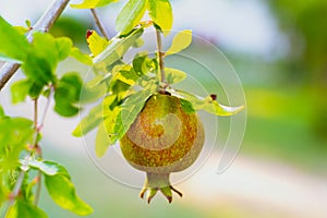 Pomegranate green red hanging