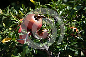 Pomegranate growing on a tree branch on day light