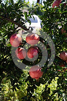 Pomegranate growing on a tree branch on day light