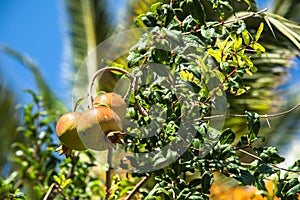 Pomegranate growing on a tree branch on day light