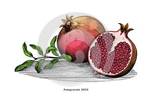 Pomegranate hand drawing vintage clip art isolated on white back
