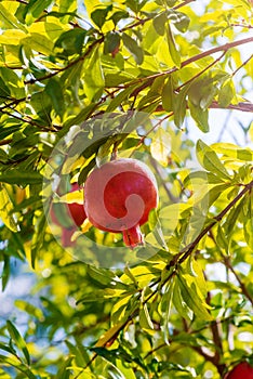 Pomegranate hanging on a branch of a tree.