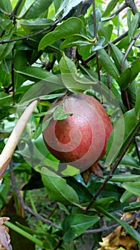 Pomegranate  hanging