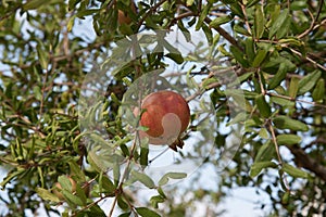 A pomegranate hanging on a tree
