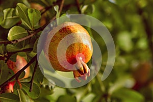 Pomegranate hanging on a tree