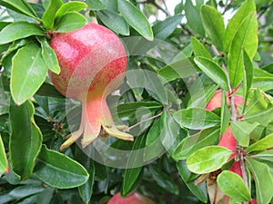 Pomegranate healthy antioxidant