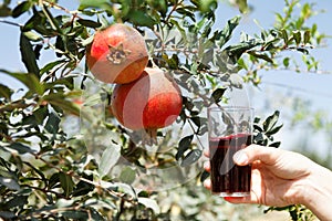 Pomegranate juice