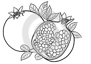 pomegranate, line drawing, design element