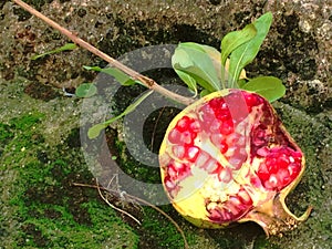 Pomegranate | Natural opened red pomegranate fallen down from a tree