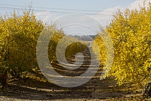 Pomegranate orchard in fall