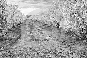 Pomegranate orchard in fall at Hanadiv valley northwest Israel