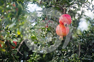 Pomegranate orchard with fruit