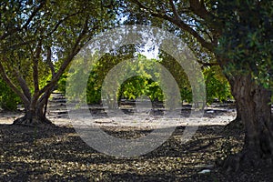 Pomegranate orchard in summer and an olive grove Hanadiv valley , Israel