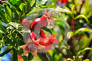 Pomegranate ovary with flowers on the tree