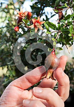 Pomegranate