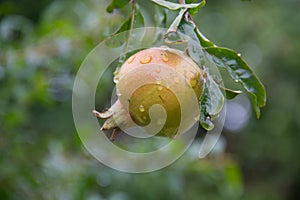 Pomegranate photo