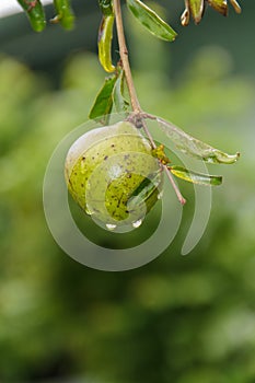 Pomegranate photo