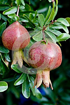 Pomegranate. Punica granatum