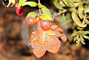 Pomegranate, Punica granatum