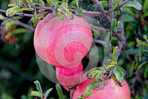 Pomegranate, Punica granatum