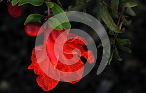 Pomegranate, Punica granatum