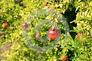 Pomegranate (Punica granatum) with blossom and fruit on green bush in summer in Albania