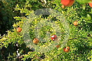 Pomegranate (Punica granatum) with blossom and fruit on green bush in summer in Albania