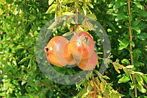 Pomegranate (Punica granatum) with blossom and fruit on green bush in summer in Albania