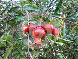 Pomegranate - Punica Granatum, called Three Red Anar or Dalim or Bedana fruit tree from Pakistan