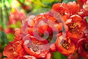 Pomegranate or Punica granatum red flowers. Pomegranate blossom branch