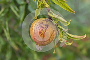 Pomegranate, (Punica granatum) on tree