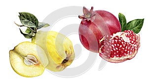 Pomegranate quince composition watercolor isolated on white background