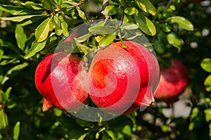 Pomegranate red on the tree photo