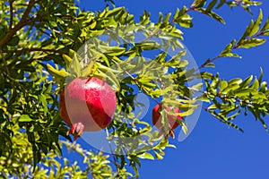 Pomegranate, ripening on the tree