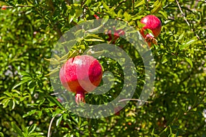 Pomegranate, ripening on the tree with leaves