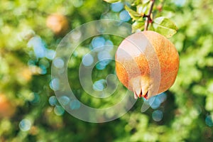 Pomegranate ripens on a tree branch