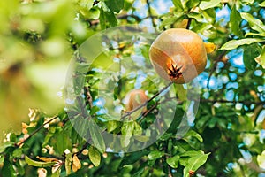 Pomegranate ripens on a tree branch