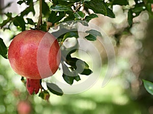 Pomegranate, Rosh hashanah Jewish New year traditional fruit
