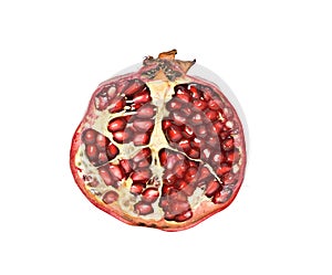 Pomegranate section