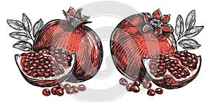 Pomegranate with seeds and leaves isolated on white background. Tropical fruit set. Vector illustration